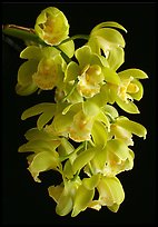 Cymbidium Mini Mary 'Grenadier'. A hybrid orchid