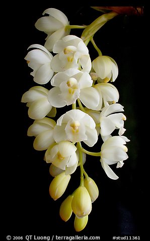 Cymbidium Mini Sarah 'Pearl Fall'. A hybrid orchid (color)