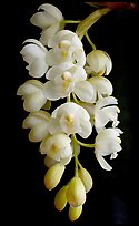 Cymbidium Mini Sarah 'Pearl Fall'. A hybrid orchid