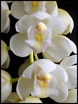 Cymbidium Mini Sarah 'Pearl Fall' Flowers. A hybrid orchid (color)