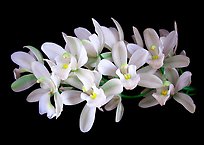 Cymbidium Olymilum 'White Elf'. A hybrid orchid