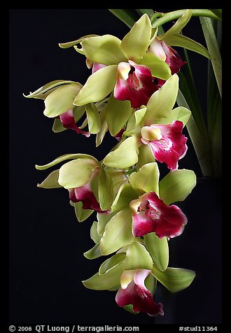 Cymbidium Pearl Dawson 'Procyon'. A hybrid orchid (color)