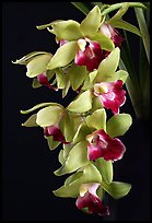 Cymbidium Pearl Dawson 'Procyon'. A hybrid orchid (color)