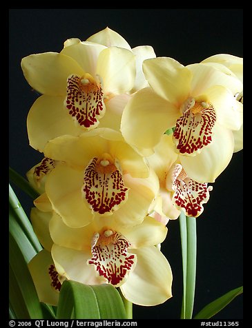 Cymbidium Pine Clash 'Moon Venus'. A hybrid orchid (color)