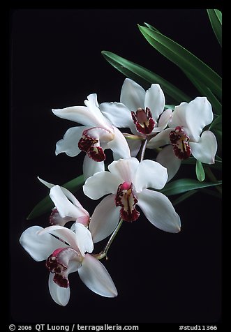 Cymbidium Rincon Lady 'Zita'. A hybrid orchid (color)