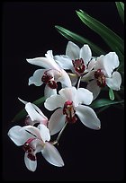 Cymbidium Rincon Lady 'Zita'. A hybrid orchid ( color)