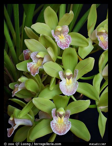 Cymbidium Sarah Jean 'Karen' Flowers. A hybrid orchid (color)