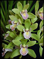 Cymbidium Sarah Jean 'Karen' Flowers. A hybrid orchid (color)