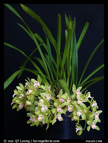 Cymbidium Saran Jean 'Karen'. A hybrid orchid (color)