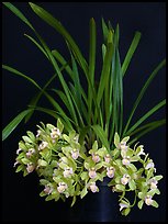 Cymbidium Saran Jean 'Karen'. A hybrid orchid (color)