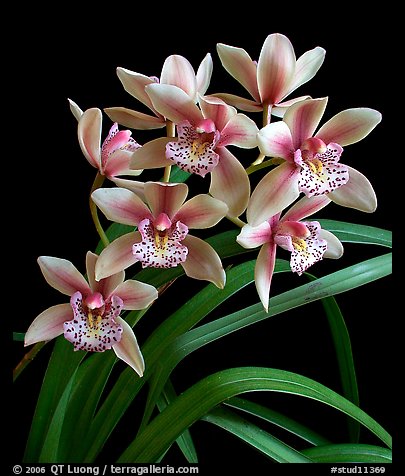 Cymbidium Starbright. A hybrid orchid (color)