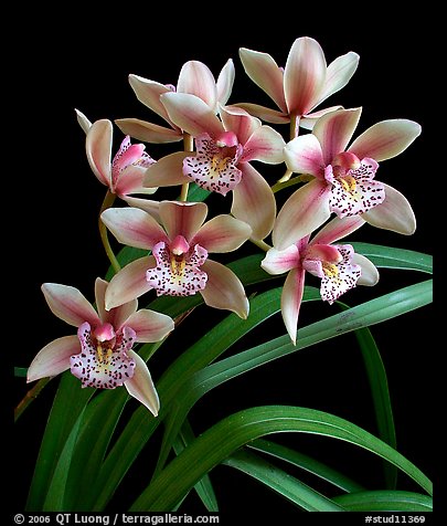 Cymbidium Starbright. A hybrid orchid