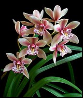 Cymbidium Starbright. A hybrid orchid (color)