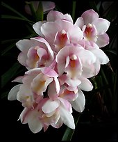Cymbidium Splendid Pinkie 'Petite Minerve'. A hybrid orchid (color)