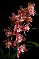 Cymbidium Strathdon 'Cooksbridge Fantasy''. A hybrid orchid (color)