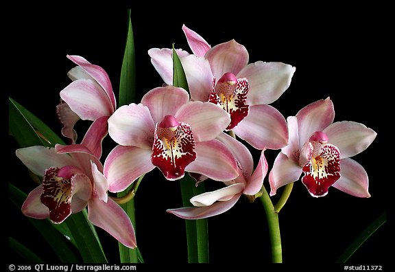 Cymbidium Summer Love 'Dwaft Pink'. A hybrid orchid (color)