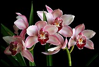 Cymbidium Summer Love 'Dwaft Pink'. A hybrid orchid (color)