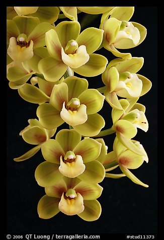Cymbidium Sunshine Falls 'Butterball'. A hybrid orchid (color)