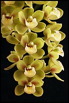 Cymbidium Sunshine Falls 'Butterball'. A hybrid orchid