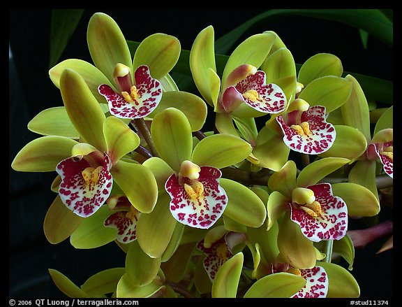 Cymbidium Tom Thumb 'Calliope'. A hybrid orchid (color)