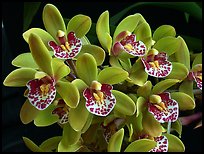 Cymbidium Tom Thumb 'Calliope'. A hybrid orchid ( color)