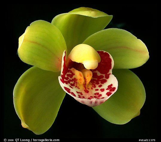 Cymbidium Tom Thumb 'Calliope' Flowers. A hybrid orchid (color)