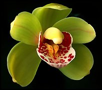 Cymbidium Tom Thumb 'Calliope' Flowers. A hybrid orchid (color)