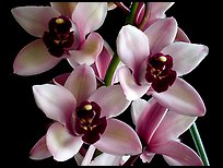 Cymbidium Yai 'Sweet Plum'. A hybrid orchid