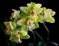 Cymbidium Fanfair. A hybrid orchid ( color)