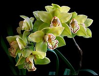 Cymbidium Fanfair. A hybrid orchid (color)