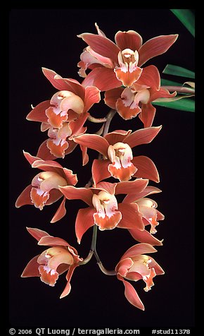 Cymbidium hybrid '12'. A hybrid orchid (color)