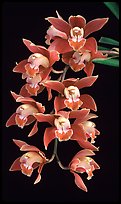 Cymbidium hybrid '12'. A hybrid orchid (color)