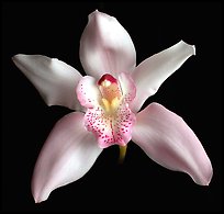 Cymbidium hybrid '2'. A hybrid orchid