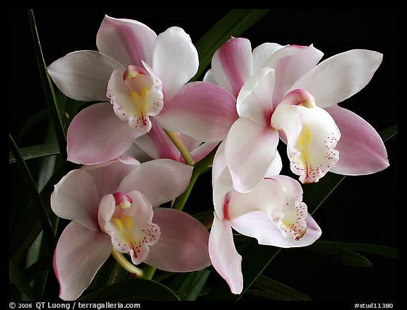 Cymbidium hybrid '21'. A hybrid orchid