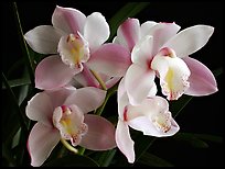 Cymbidium hybrid '21'. A hybrid orchid ( color)