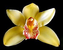 Cymbidium hybrid '4'. A hybrid orchid (color)