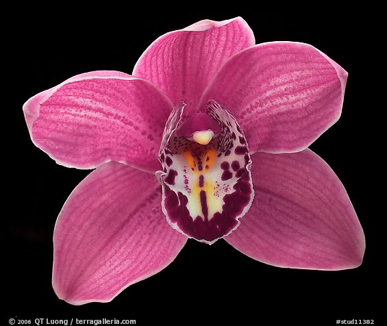 Cymbidium Claude Pepper 'Purple Splendor'. A hybrid orchid