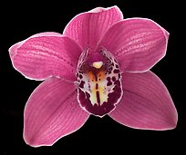 Cymbidium Claude Pepper 'Purple Splendor'. A hybrid orchid ( color)