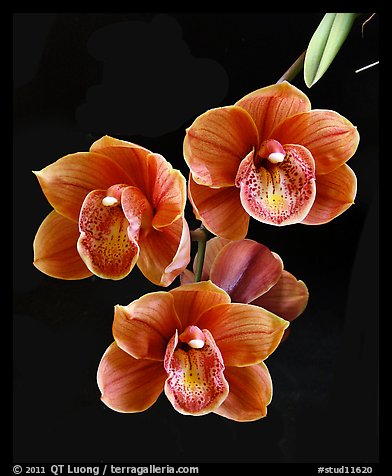 Cymbidium Devon Lord 'Viceroy'. A hybrid orchid