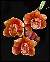 Cymbidium Devon Lord 'Viceroy'. A hybrid orchid