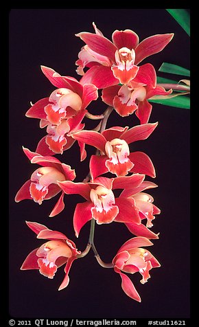 Cymbidium (Firewheel x Looker). A hybrid orchid (color)