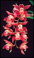 Cymbidium (Firewheel x Looker). A hybrid orchid ( color)