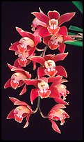 Cymbidium (Firewheel x Looker). A hybrid orchid