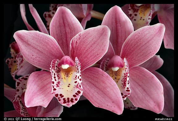 Cymbidium Alison Shaw 'Christmas Rose'. A hybrid orchid (color)