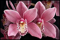 Cymbidium Alison Shaw 'Christmas Rose'. A hybrid orchid ( color)