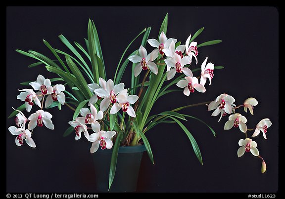 Cymbidium Rincon Lady 'Zita'. A hybrid orchid (color)