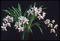 Cymbidium Rincon Lady 'Zita'. A hybrid orchid (color)