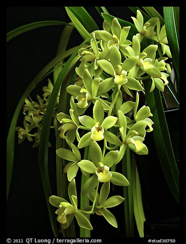 Cymbidium (Fifi x pumilum Album). A hybrid orchid (color)