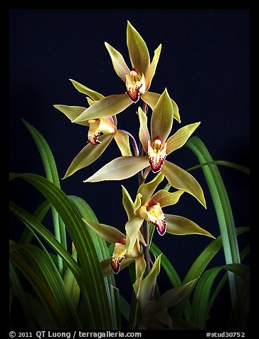 Cymbidium (lianpan x Eburneo-lowianum concolor). A hybrid orchid (color)