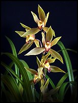 Cymbidium (lianpan x Eburneo-lowianum concolor). A hybrid orchid (color)